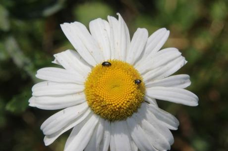 Fleurs d'été