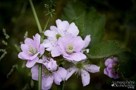Mignonne allons voir enfin... Mignonne allons voir enfin...