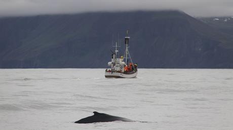 Islande avec des enfants: témoignage de Johanne Islande avec des enfants: témoignage de Johanne