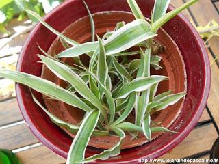 Bouture de Phalangère (Chlorophytum) Bouture de Phalangère (Chlorophytum)