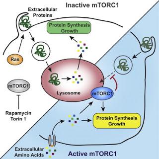 #Cell #macropinocytose #protéines #cancer #mTORC1 #mTOR L’Utilisation de Protéines Extracellulaires comme Nutriments est Supprimée par MTORC1