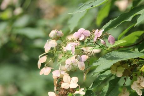 L'été des Hydrangea L'été des Hydrangea