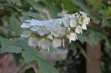 L'été des Hydrangea L'été des Hydrangea