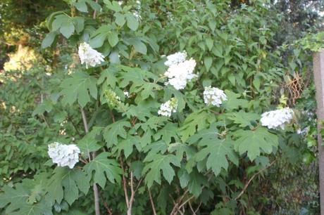 L'été des Hydrangea L'été des Hydrangea