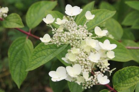 L'été des Hydrangea L'été des Hydrangea