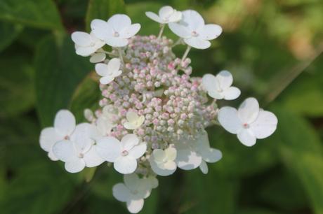L'été des Hydrangea L'été des Hydrangea