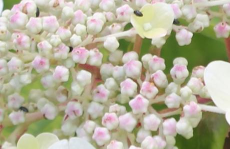 L'été des Hydrangea L'été des Hydrangea