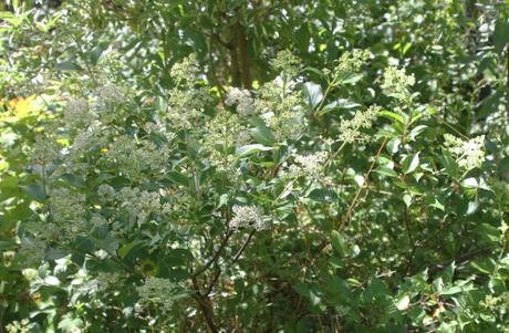 L'été des Hydrangea L'été des Hydrangea