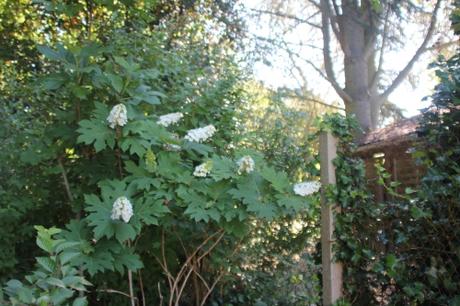 L'été des Hydrangea L'été des Hydrangea