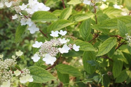 L'été des Hydrangea L'été des Hydrangea