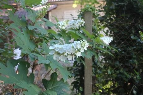 L'été des Hydrangea L'été des Hydrangea