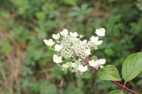 L'été des Hydrangea L'été des Hydrangea
