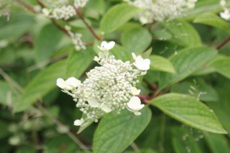 L'été des Hydrangea L'été des Hydrangea