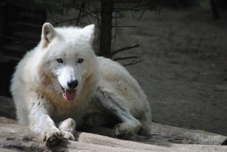 {animal de la semaine} Le loup Arctique.