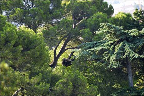 #Jardins de la Fontaine, # Nîmes, # Philippe Ibars, # Languedoc Roussillon, # Sud de France