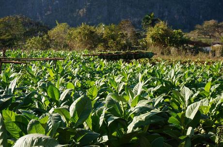 Le Tabac à Cuba