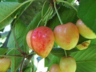 Le temps des cerises Le temps des cerises