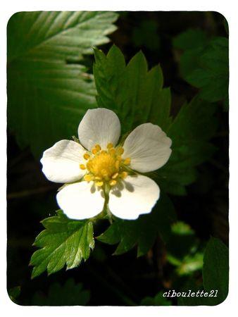 Fraises des bois P1090098