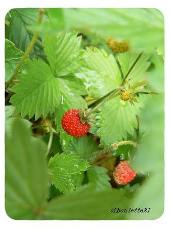Fraises des bois fraises_des_bois