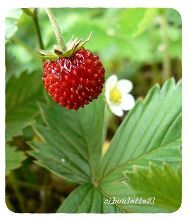 Fraises des bois P1090083