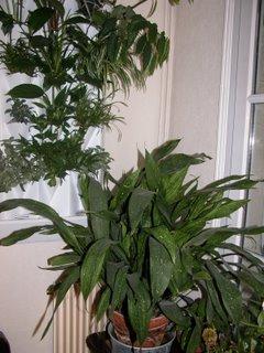 Dedans ou dehors, l'aspidistra résiste !