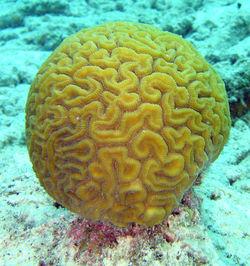 Les crèmes solaires menacent les coraux
