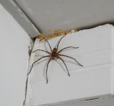 L'Araignée L'Araignée