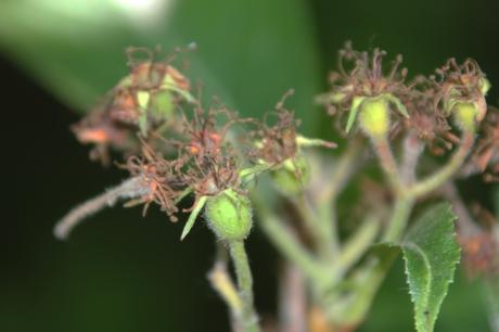 Crataegus pedicellata, une bonne surprise Crataegus pedicellata, une bonne surprise