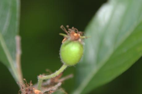 Crataegus pedicellata, une bonne surprise Crataegus pedicellata, une bonne surprise
