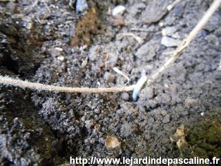 Marcottage Chevreufeuille Marcottage Chevreufeuille