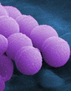 MICROBIOTE: Il peut faire barrage aux allergies – Science