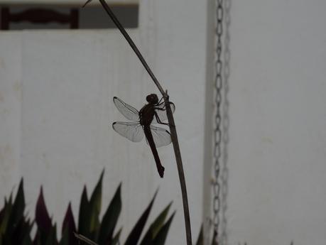 I bought it ! DSC00015