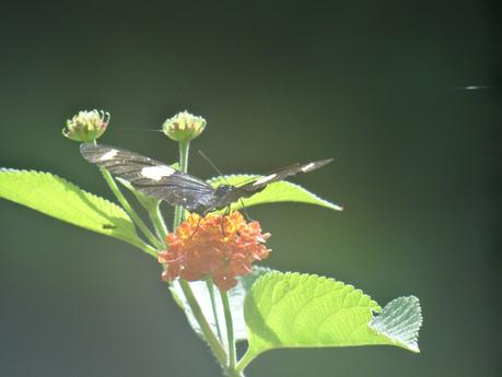 I bought it ! DSC00124