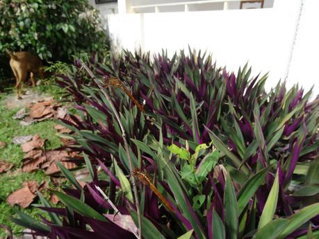 I bought it ! DSC00020