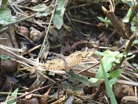 I bought it ! DSC00126