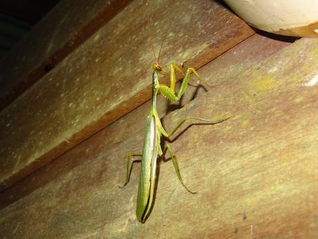 I bought it ! DSC00102