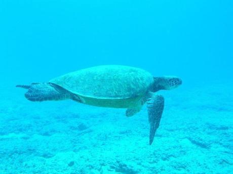 tortue-sous-marine