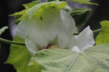 Hibiscus paramutabilis