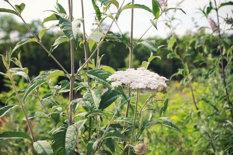 ≈ FRESH WHITE & NEW LIFE ≈ ≈ FRESH WHITE & NEW LIFE ≈
