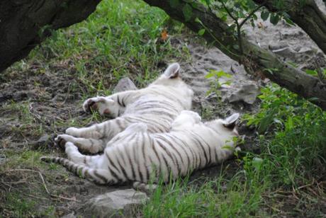 (1) Les bébés tigres blancs du Bengale.