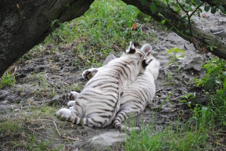 (22) Les bébés tigres blancs du Bengale.