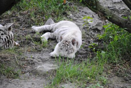 (15) Les bébés tigres blancs du Bengale.