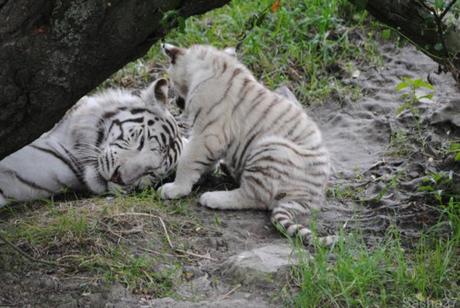 (20) Les bébés tigres blancs du Bengale.