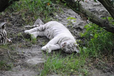 (17) Les bébés tigres blancs du Bengale.