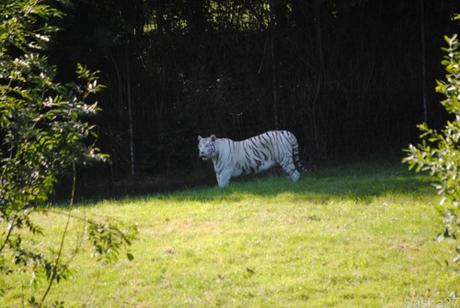 (5) Les Adultes Tigres Blancs du Bengale.