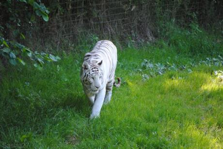 (4) Les Adultes Tigres Blancs du Bengale.