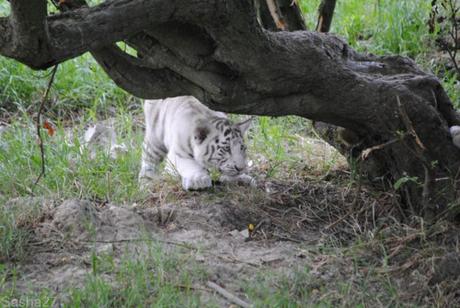 (12) Les bébés tigres blancs du Bengale.