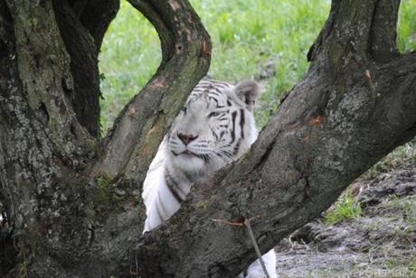 (2) Les Adultes Tigres Blancs du Bengale.