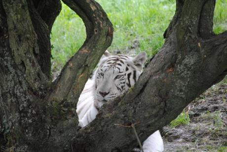 (3) Les Adultes Tigres Blancs du Bengale.