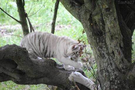 (10) Les bébés tigres blancs du Bengale.